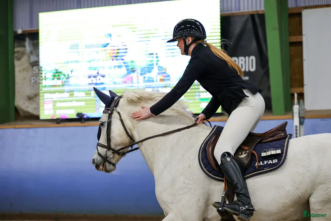 Hoppning hästar till salu: Ponny för de högsta klasserna i Täby - Annons 5