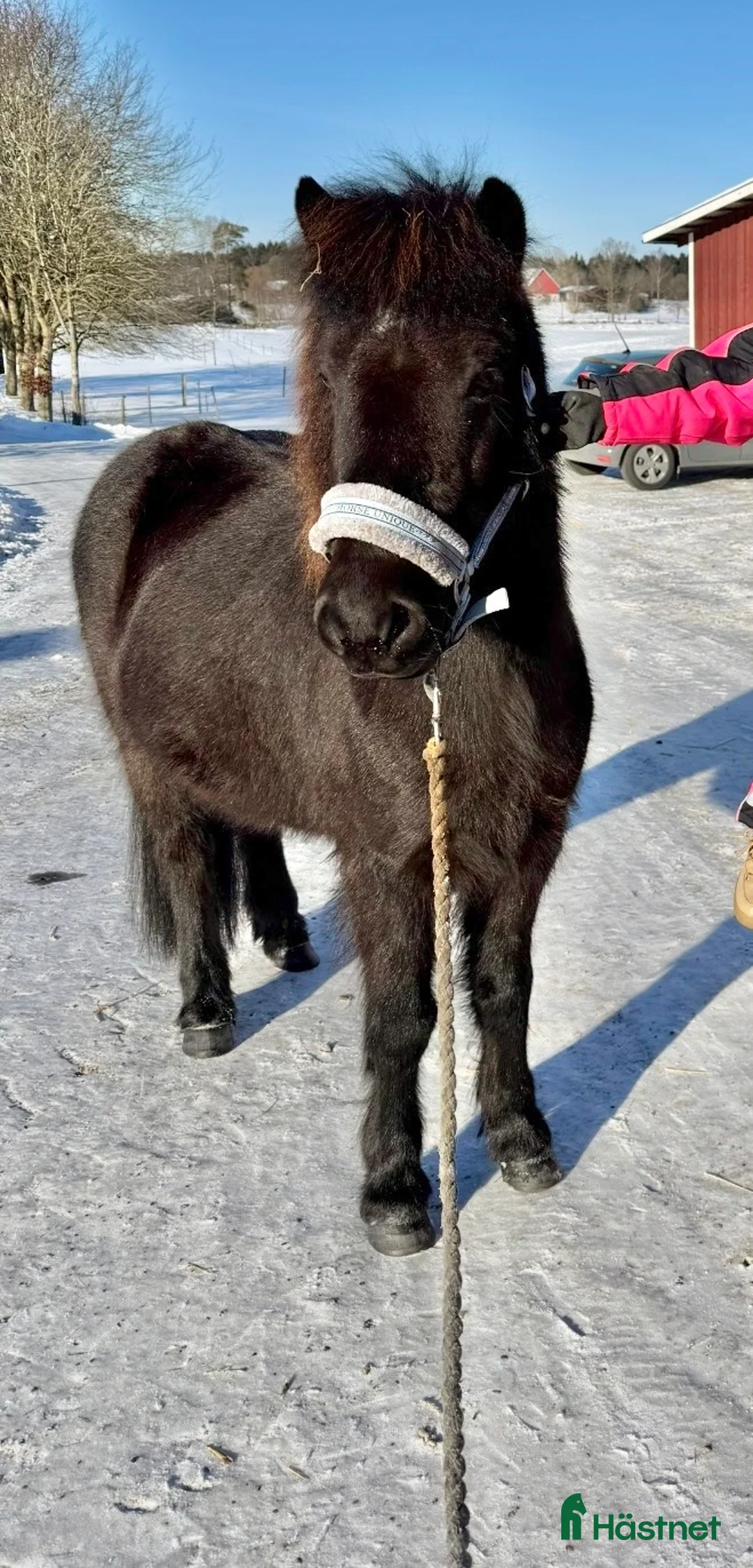 Island hästar till salu: Svart islandsvalack f.2018 - Annons 2