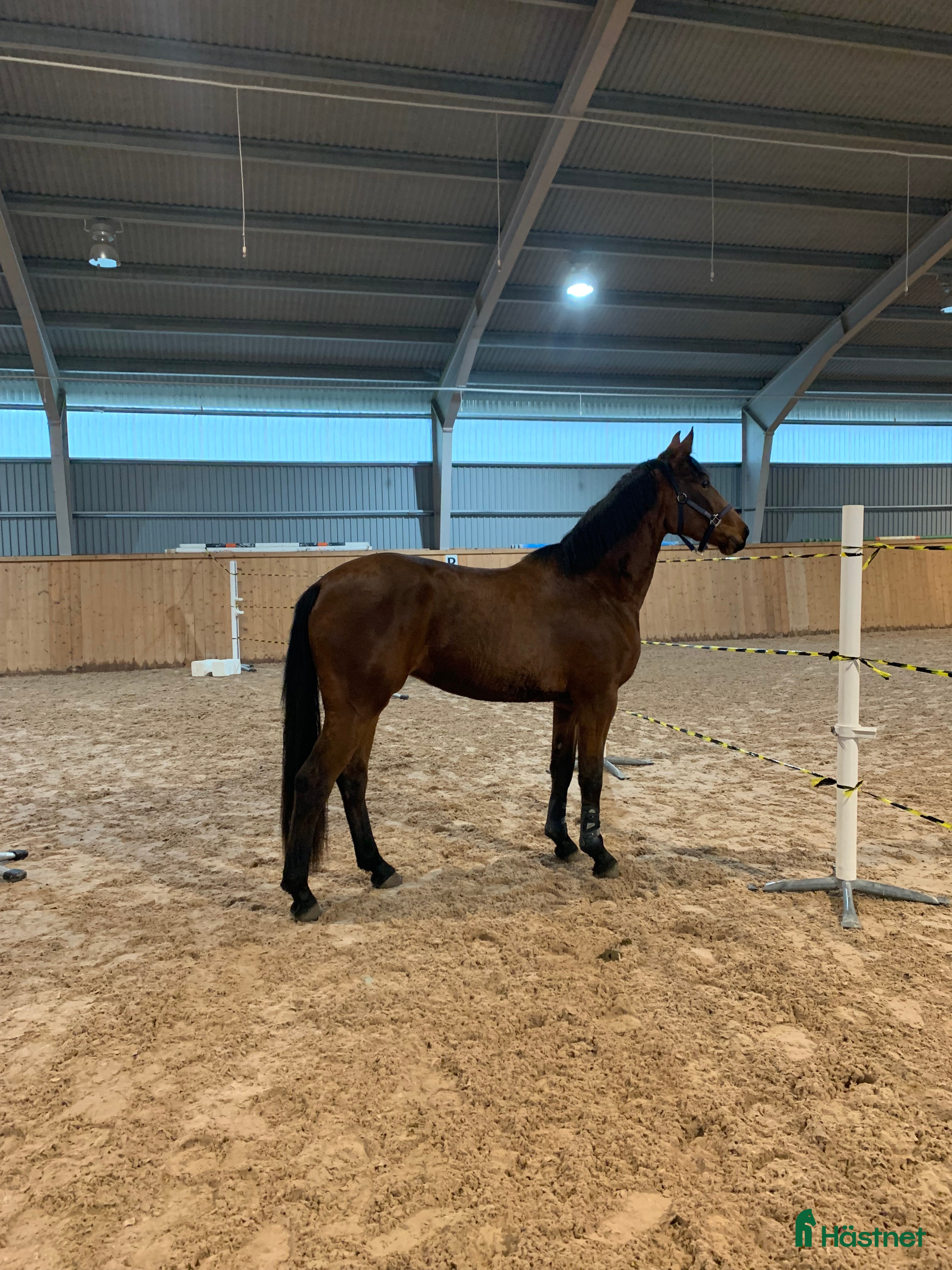  hästar Framtida Tävlingskamrat - Annons 2