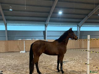 hästar Framtida Tävlingskamrat - Annons 2