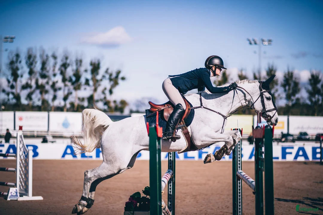 Hoppning hästar till salu: Bästavän säljes i Dalarna  i Nusnäs - Annons 2