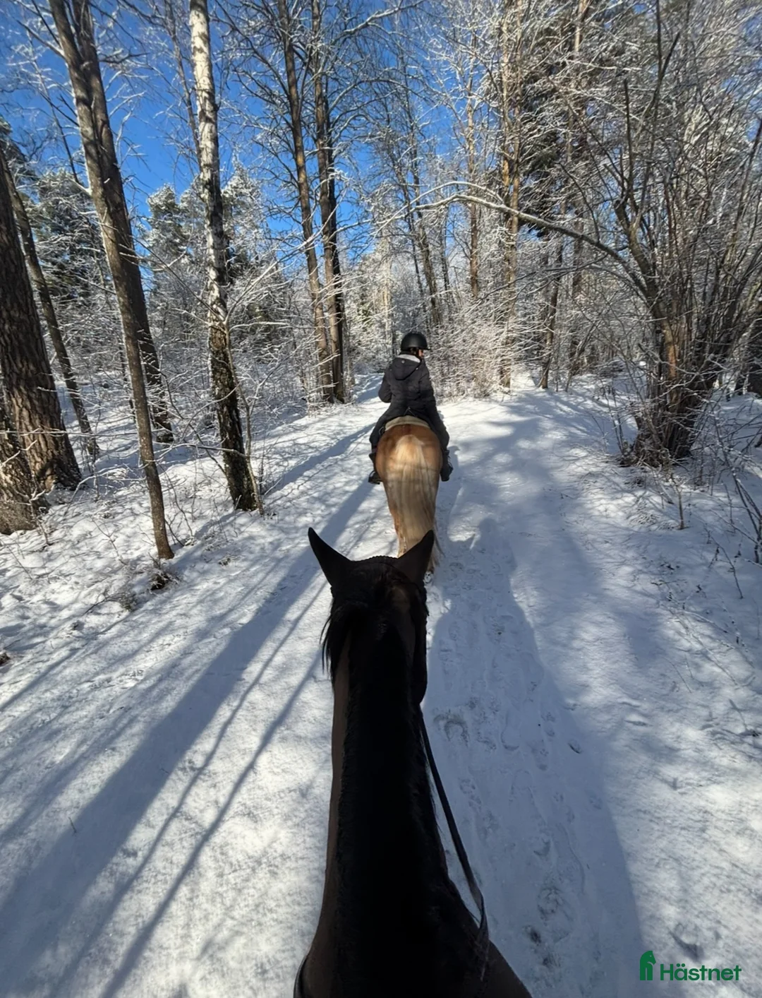  stallplats finnes: Sundbybergs ryttarförening söker stallkompis  - Annons 7