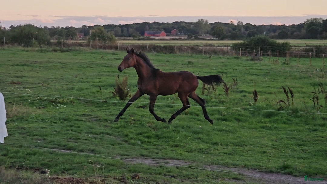 Dressyr hästar till salu: Premie-stoföl i Sölvesborg - Annons 4