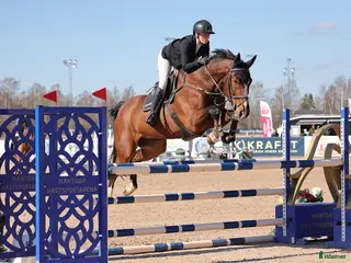 hästar Rolig tävlingskompis - Annons 3