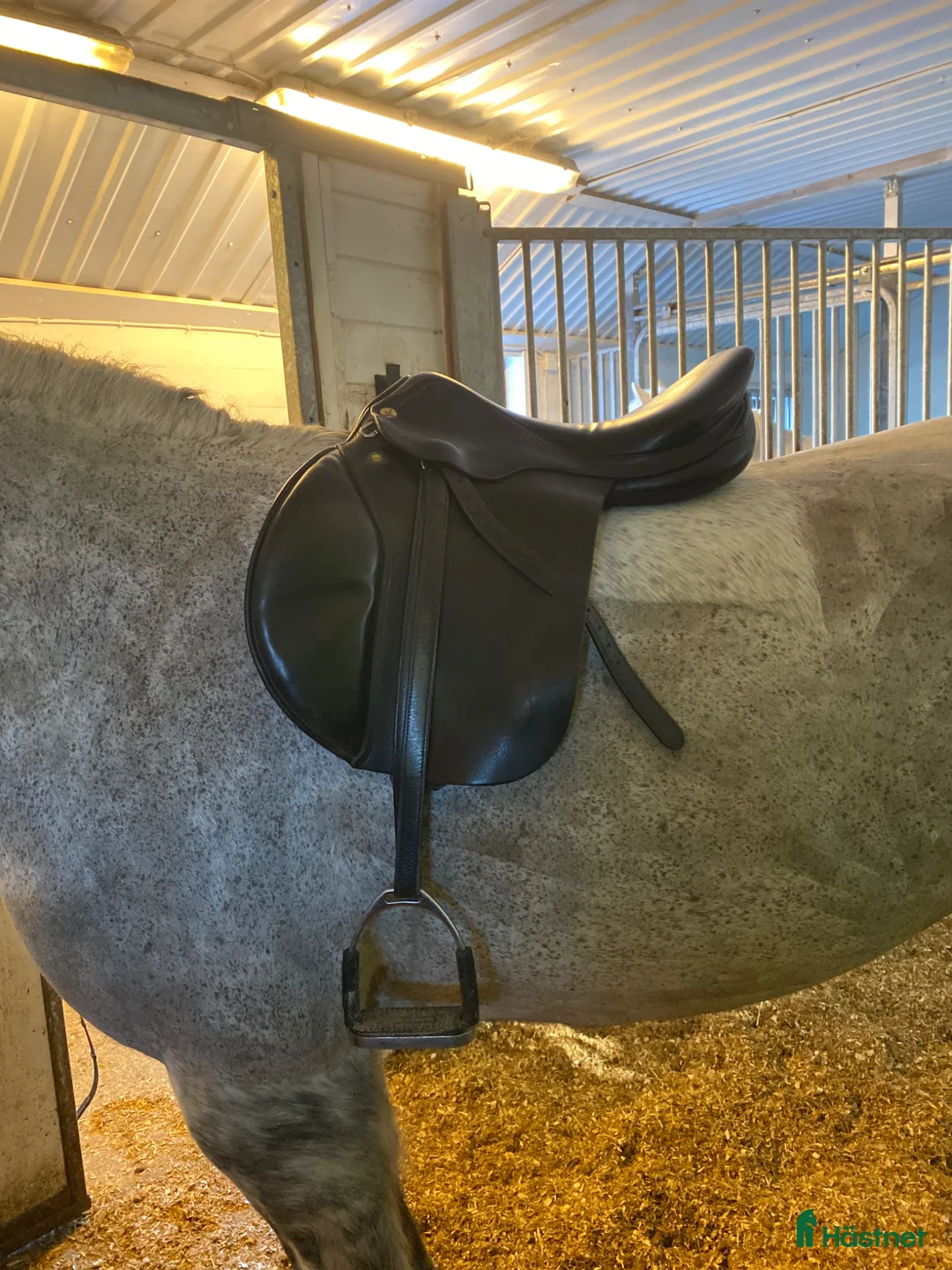 Sadlar hästutrustning till salu: Prestige golden star hoppsadel - Annons 2