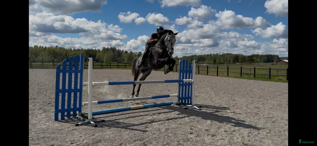 Hoppning hästar till salu: Till satsande  ryttare, eller  i Stockholm - Annons 1