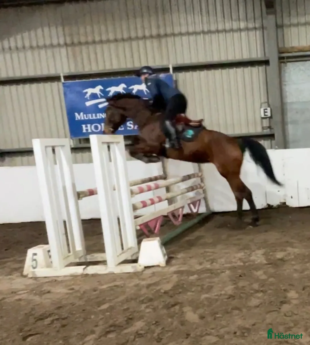 Allround hästar till salu: 9yr old Irish Sport Horse all rounder - Annons 1