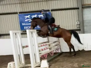 hästar 9yr old Irish Sport Horse all rounder - Annons 16