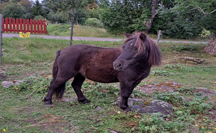  hästar i Östhammar - Annons 2