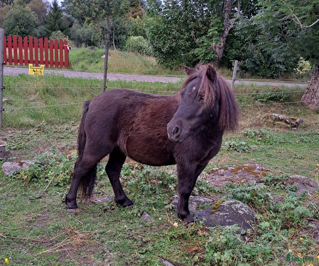 Sällskap hästar till salu: Minivalack Shetland i Östhammar - Annons 4