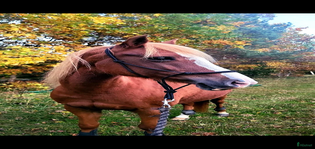 Galleribild {{count}}