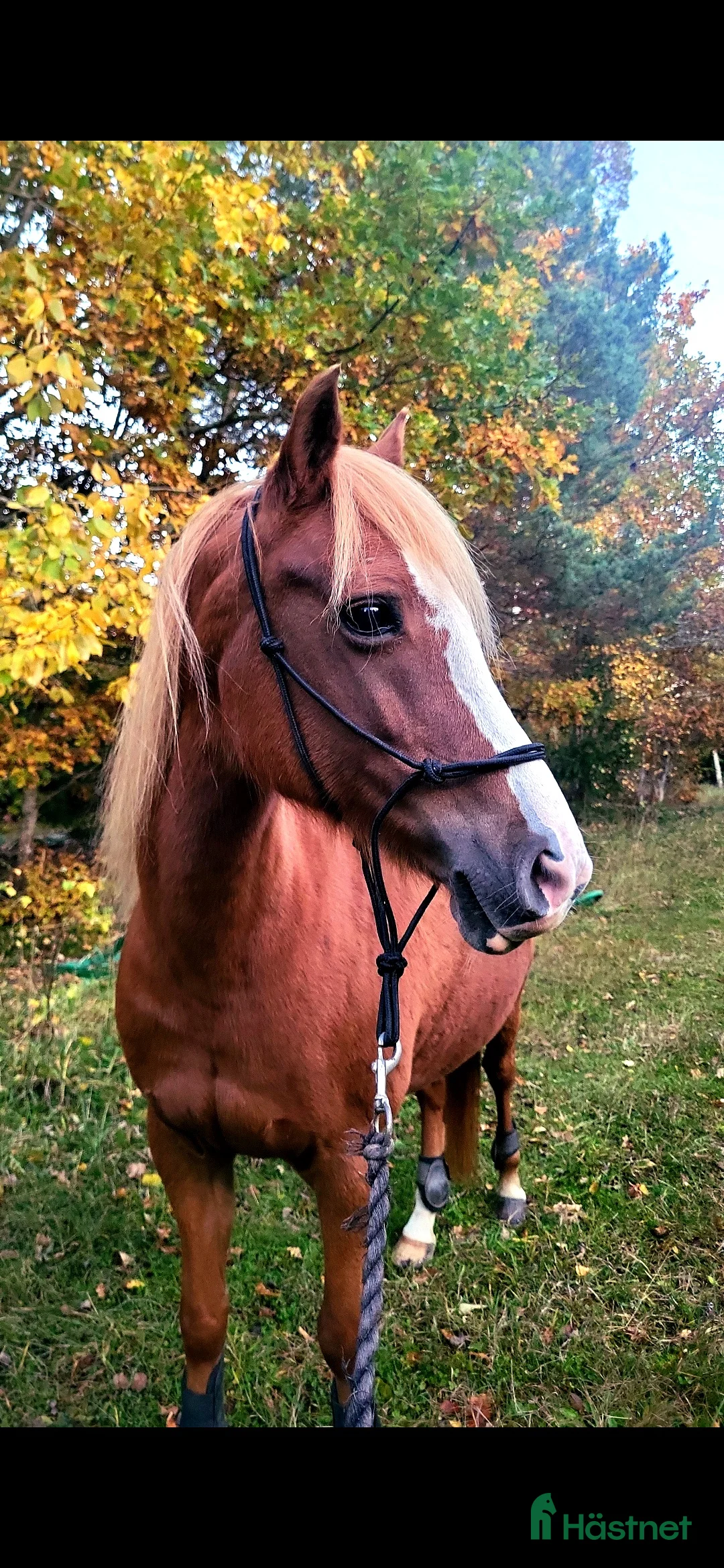 Galleribild {{count}}