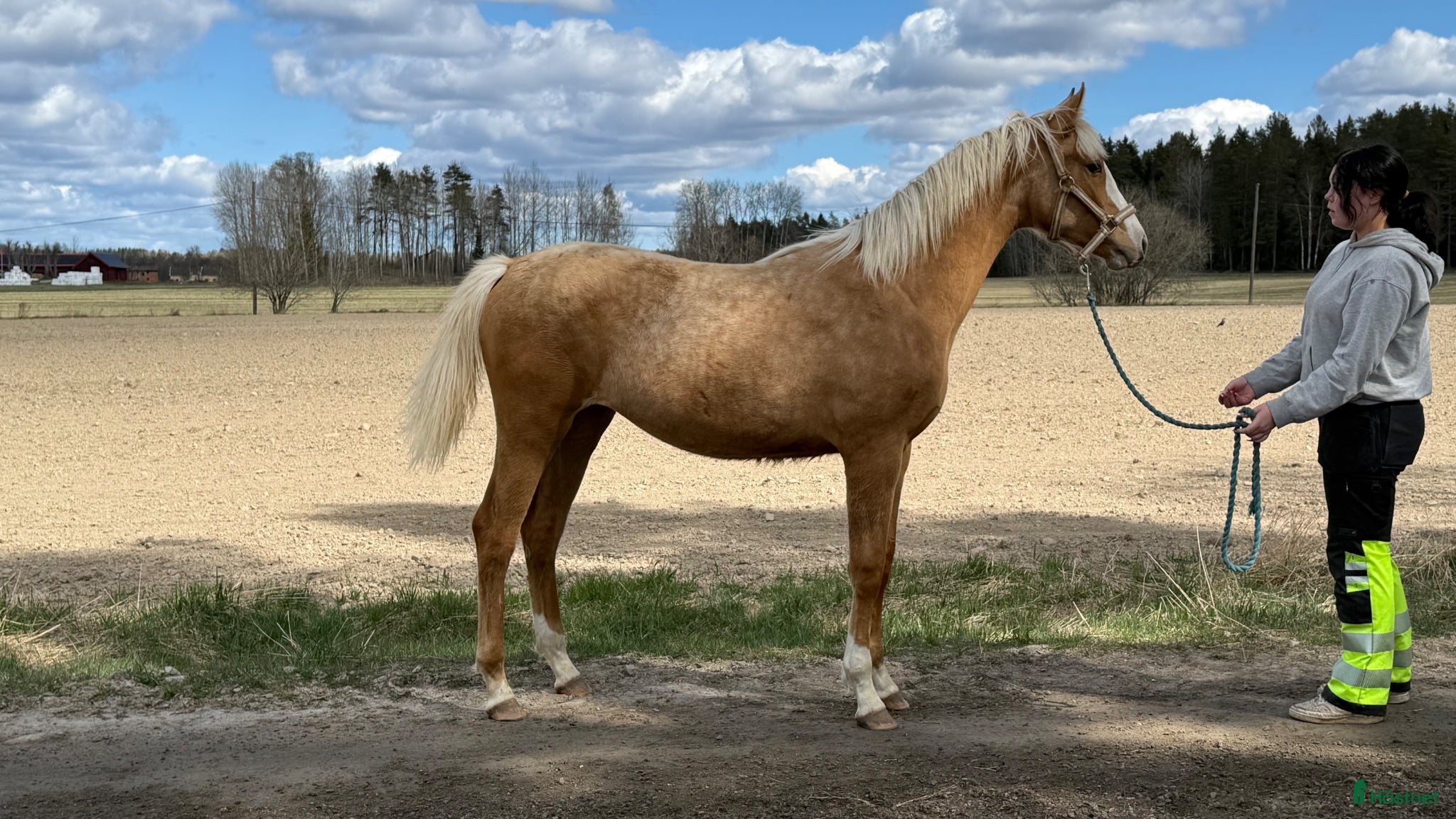  hästar Sto e. Special Edition!  - Annons 2