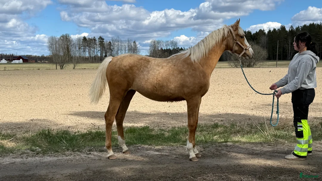 Allround hästar till salu: Sto e. Special Edition!  - Annons 1