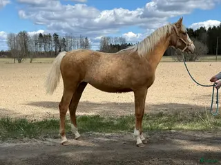 hästar Sto e. Special Edition! - Annons 3