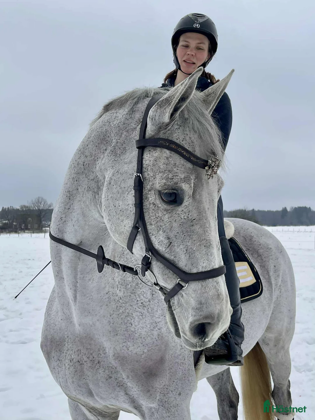 Allround hästar till salu: Välriden multitalang! i Sala - Annons 7