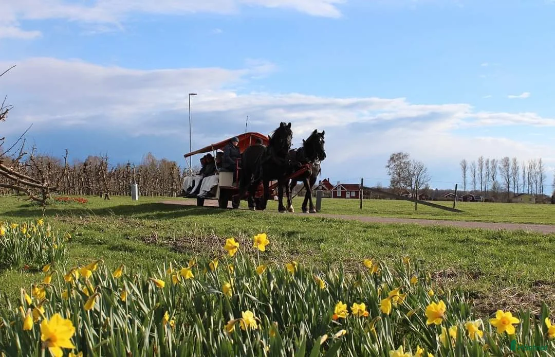  hästjobb finnes: Kusk till Remmalagen Visingsö sommarsäsongen 2026 i Visingsö - Annons 3