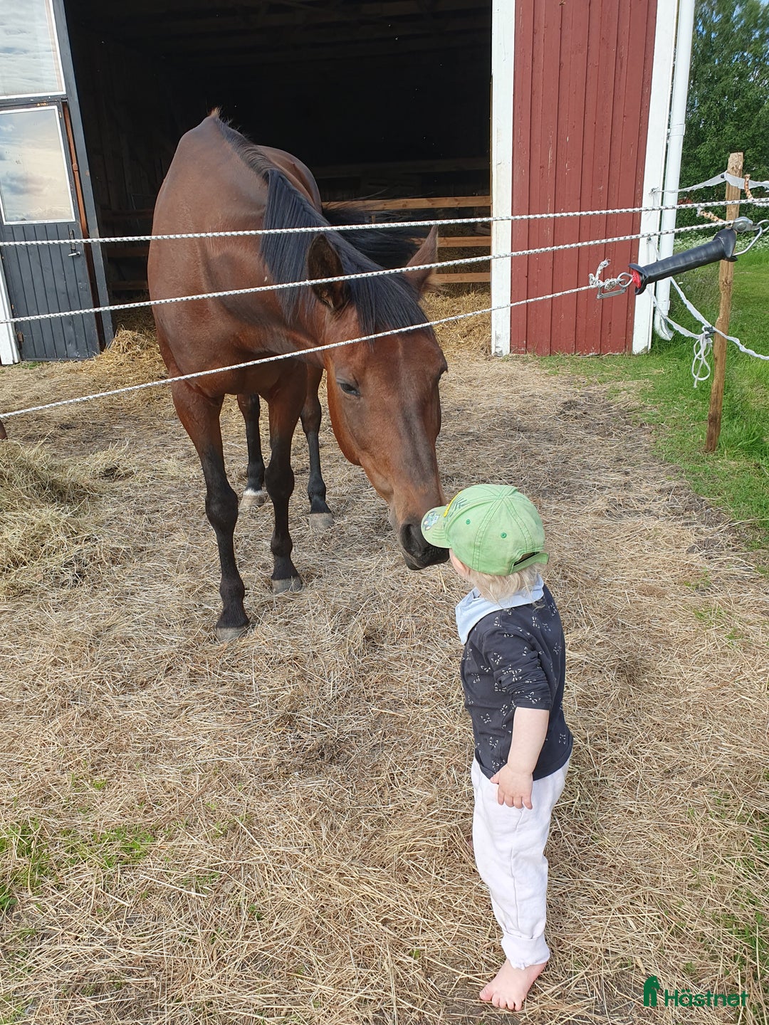 Allround hästar till salu: Vår älskade "Mini" i Kalix - Bild 3