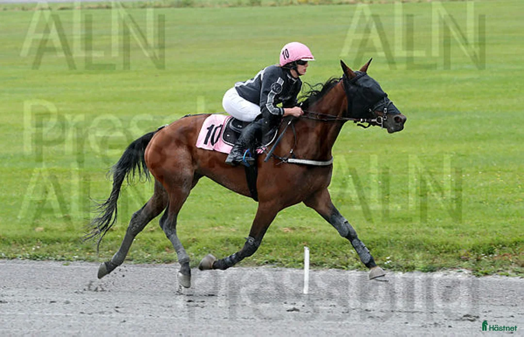 Sällskap hästar till salu: Sto söker ny  bästis i Möklinta - Annons 2