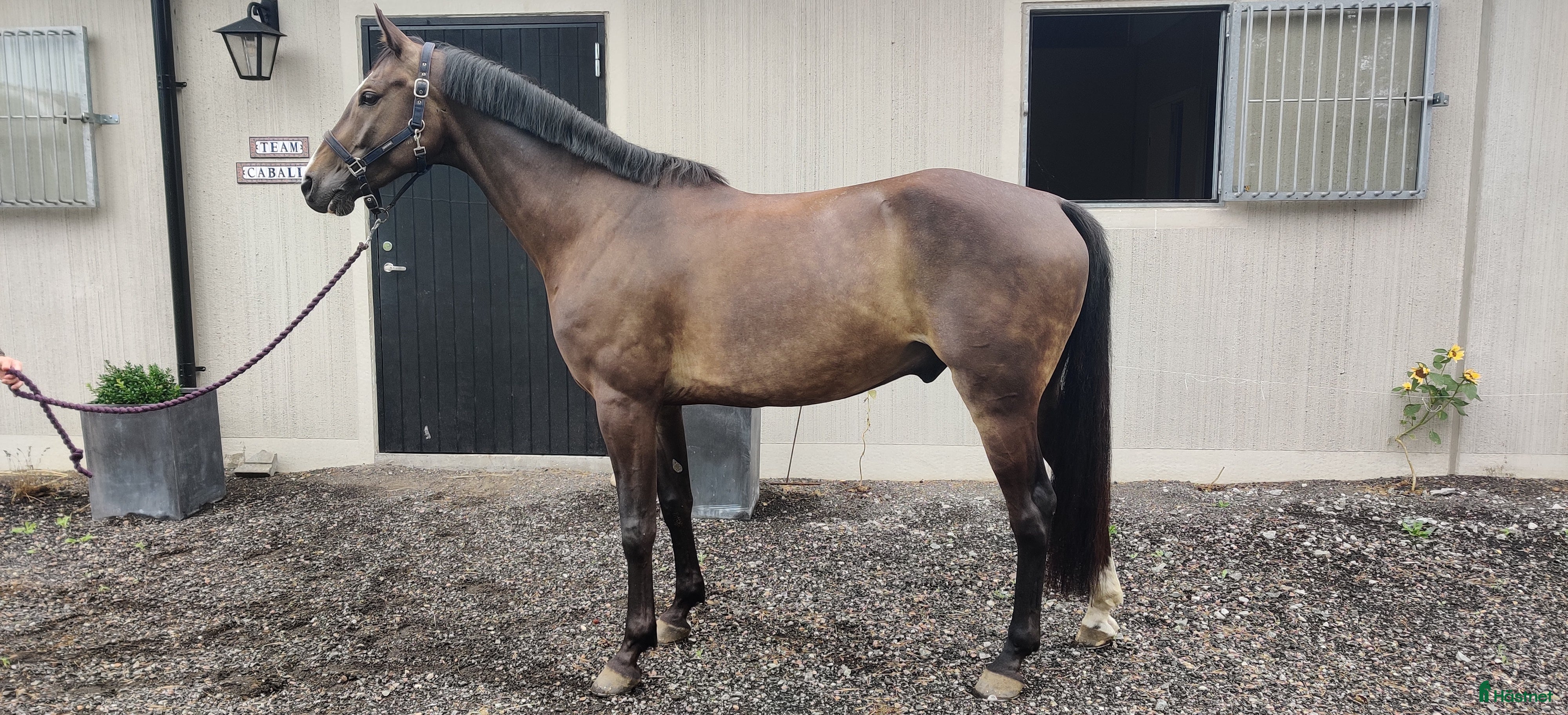  hästar Lovande 5 åring i Blentarp - Annons 6