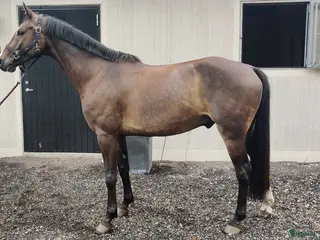 hästar Lovande 5 åring i Blentarp - Annons 6