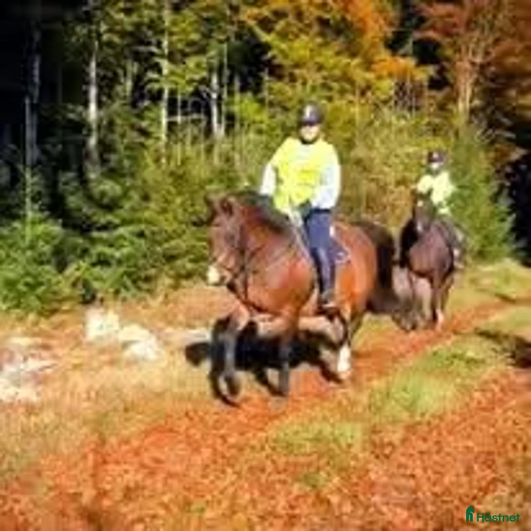 Allround hästar till salu: BIG BEN behöver nytt kärleksfullt hem - Annons 2