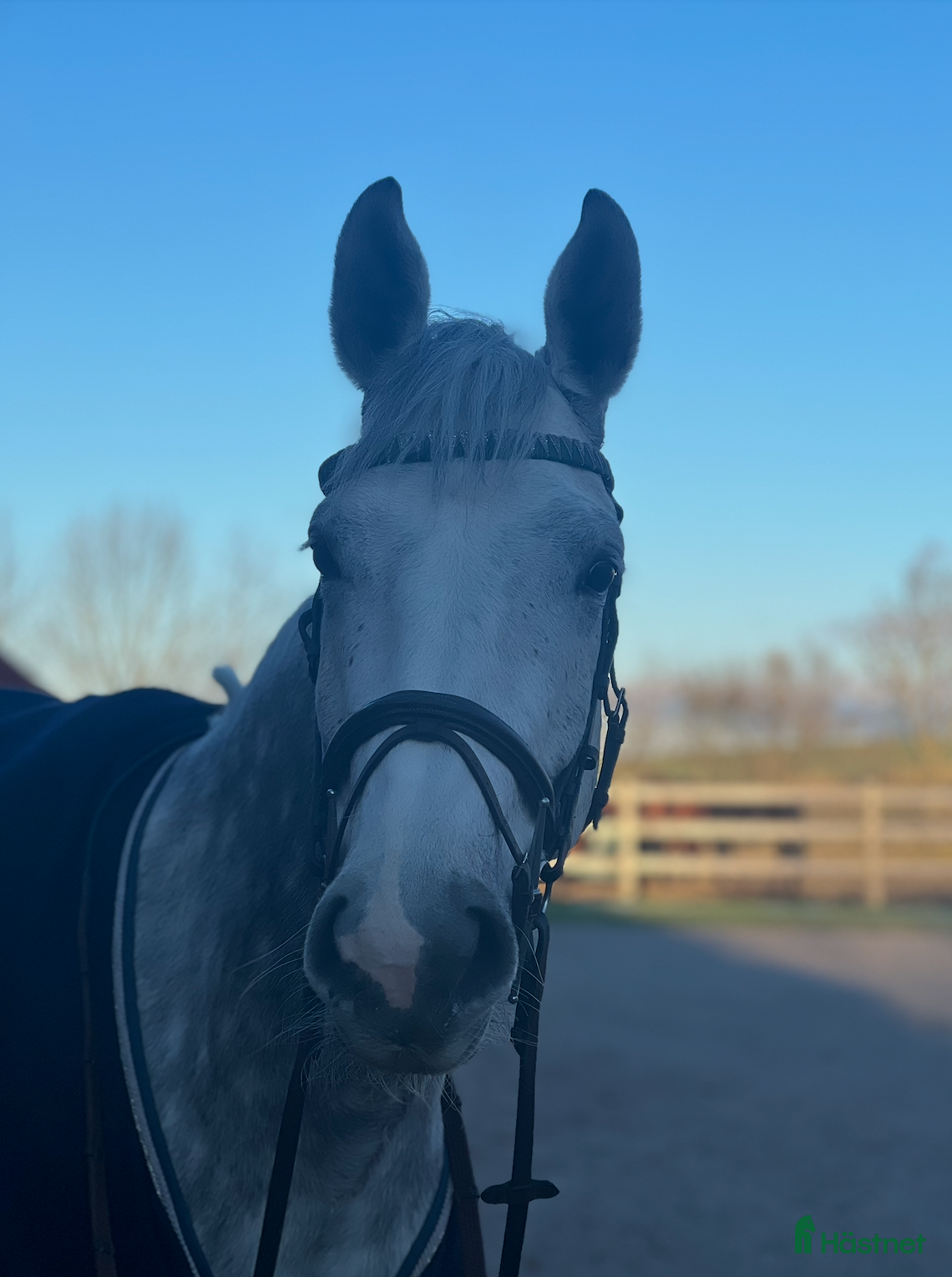  hästar Rosettplockare – Fint 7-årigt sto  i Trelleborg - Annons 5