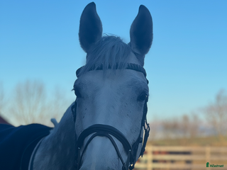 hästar Rosettplockare – Fint 7-årigt sto i Trelleborg - Annons 12