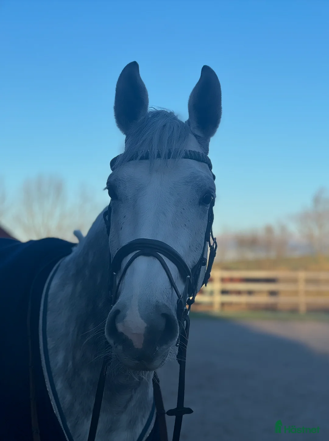 Hoppning hästar till salu: Rosettplockare – Fint 7-årigt sto  i Trelleborg - Annons 1