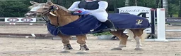 Allround hästar till salu: Maxad C-ponny - Annons 2