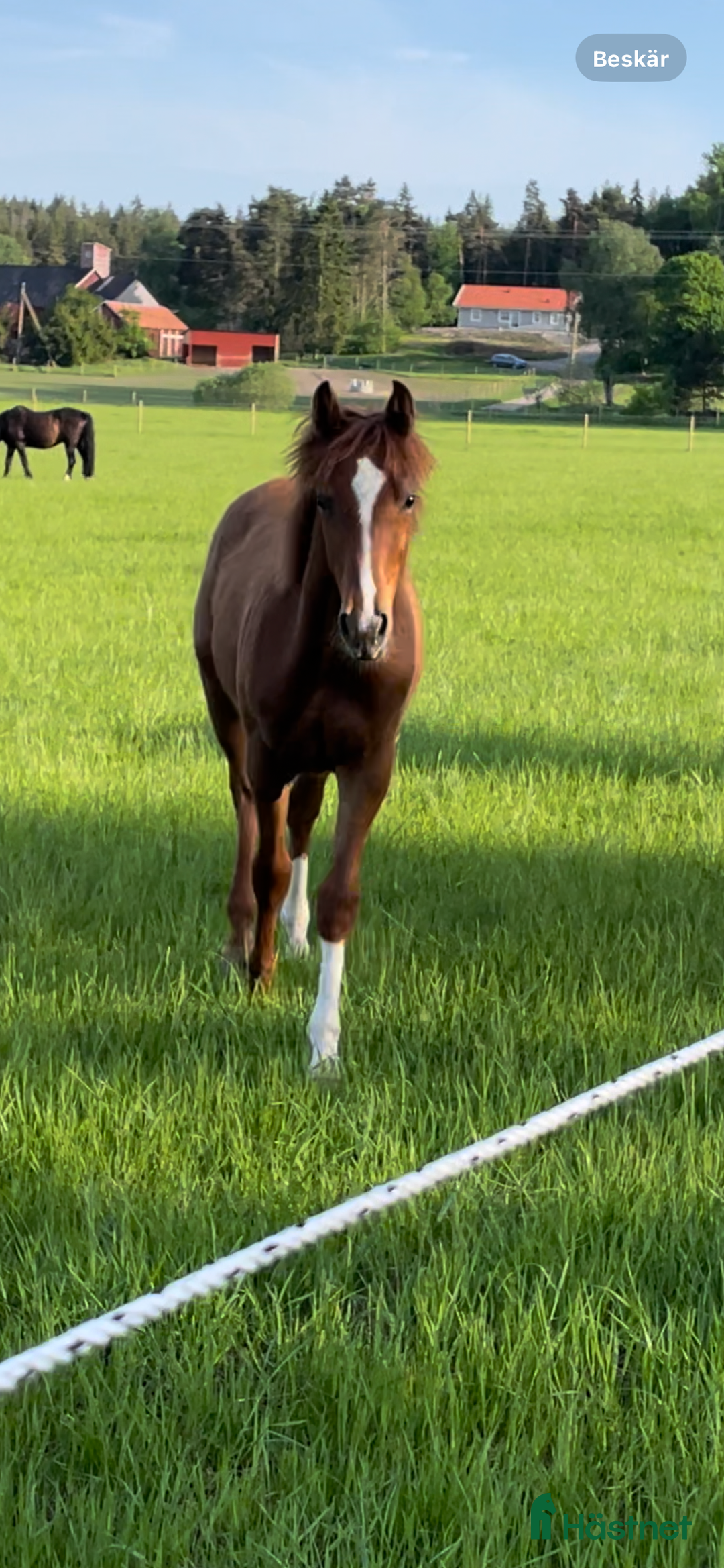 Allround hästar till salu: Elegant 2-årig valack e. Kespri DC ue. Zafferano i Bro - Annons 9