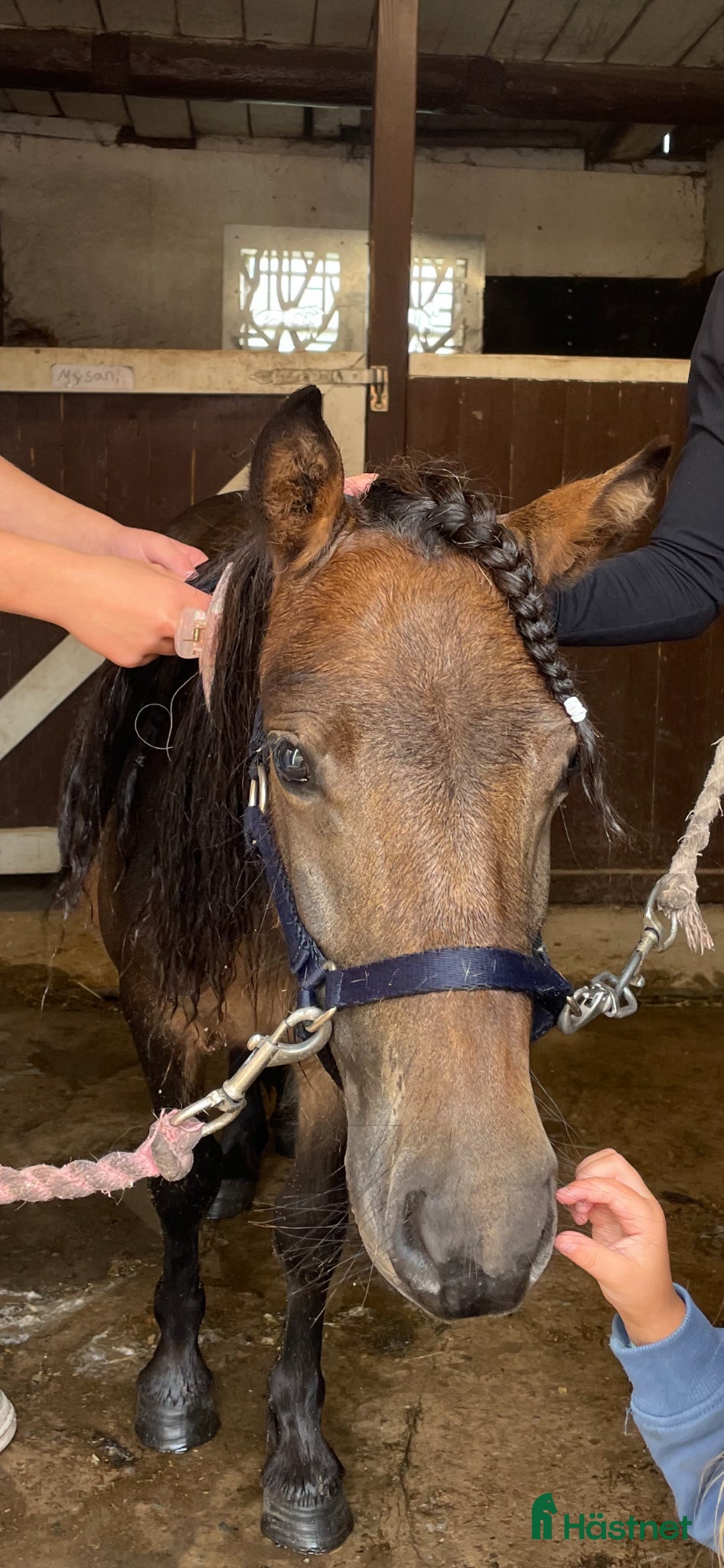  hästar Sockersöt Shetlandsponny - Annons 1