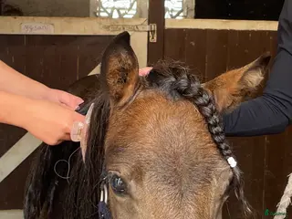 Allround hästar till salu: Sockersöt Shetlandsponny - Annons 1