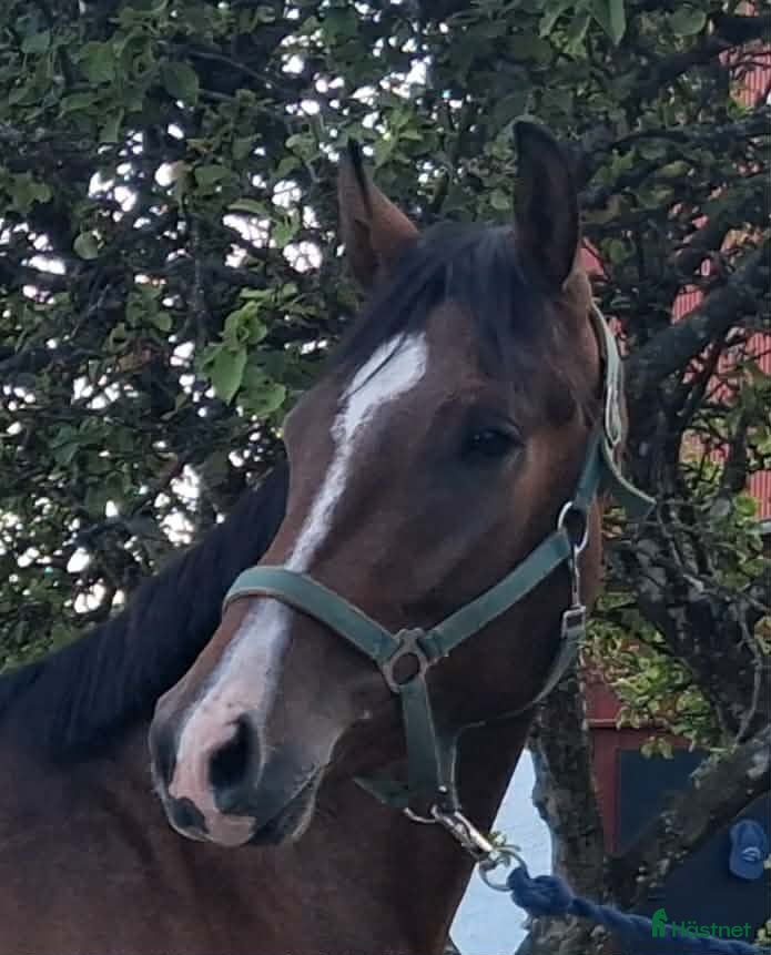  hästar Halvblodsvalack 3 år - Annons 2