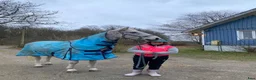 Allround hästar till salu: Snäll gentleman - Annons 3