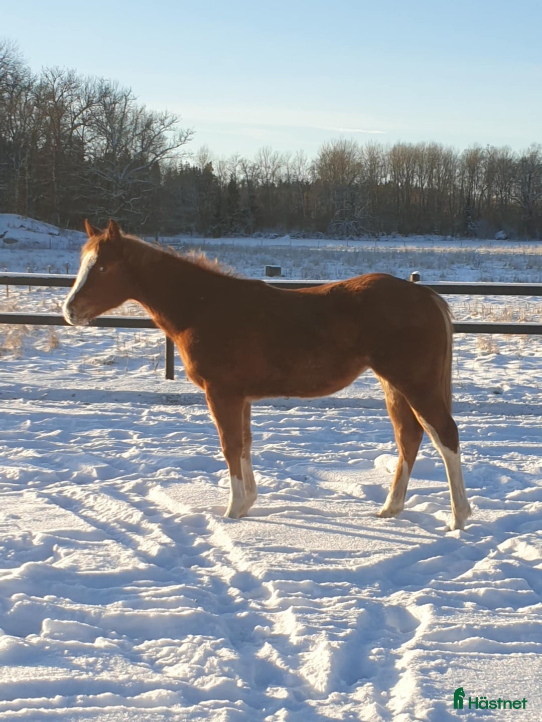Western hästar till salu: Pleasure avlad ett årigt sto i Uppsala - Annons 1