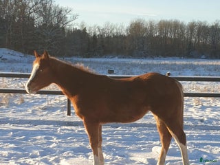 hästar Pleasure avlad ett årigt sto i Uppsala - Annons 2