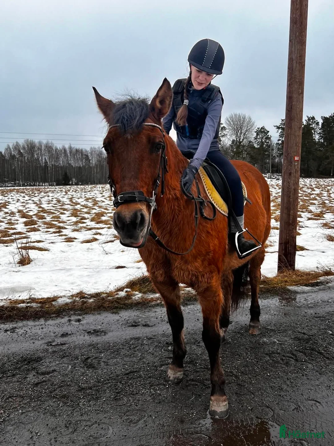 Allround hästar till salu: Hobbyhäst/Sällakapshäst - Annons 2