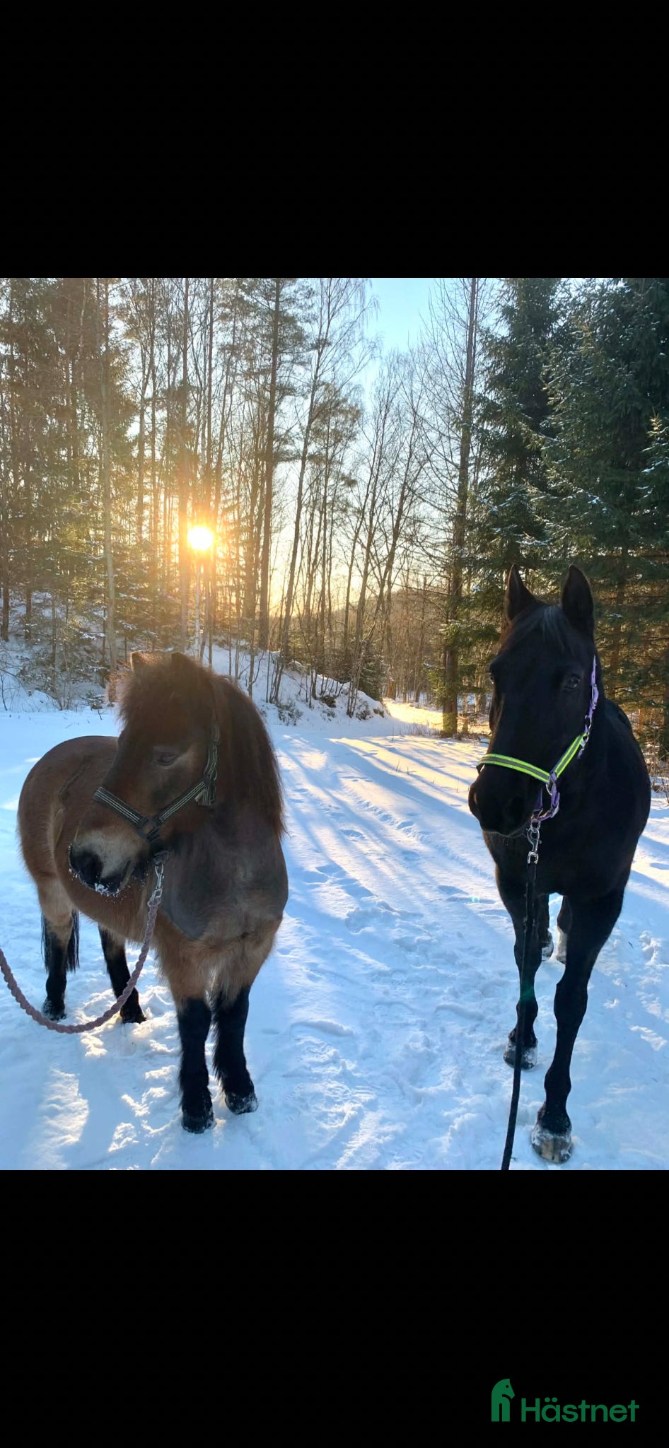  hästar Allround häst - Annons 2