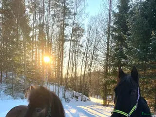 hästar Allround häst - Annons 1