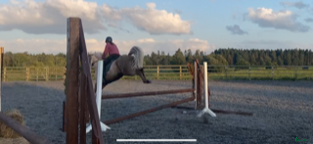 Hoppning hästar till salu: 5 year old with potential for the highest classes i Stockholm-Arlanda - Annons 11