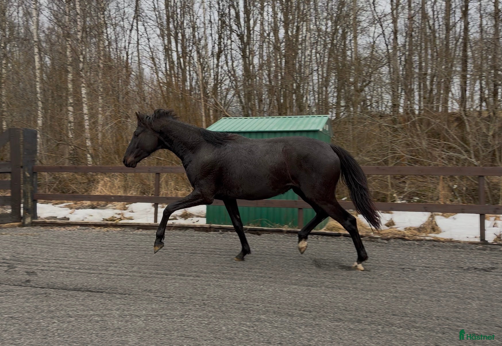  hästar Ukomplisert 3års vallak.  - Annons 4