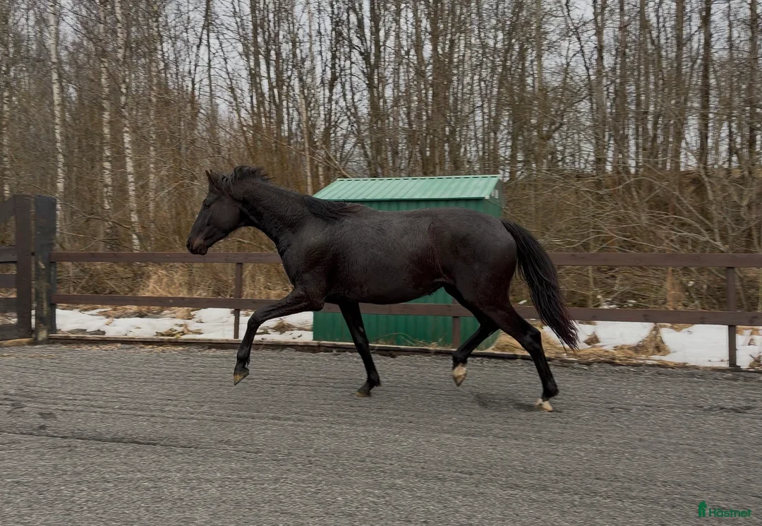 Dressyr hästar till salu: Ukomplisert 3års vallak.  - Annons 1