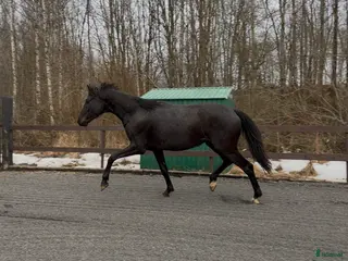 hästar Ukomplisert 3års vallak. - Annons 4