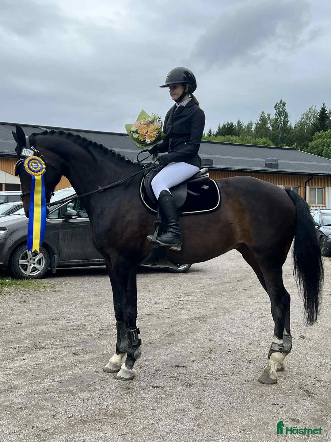 Allround hästar till salu: Swb sto  - Annons 2