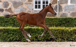 Hoppning hästar till salu: Fynda lovande unghästar  i Asarum - Annons 3