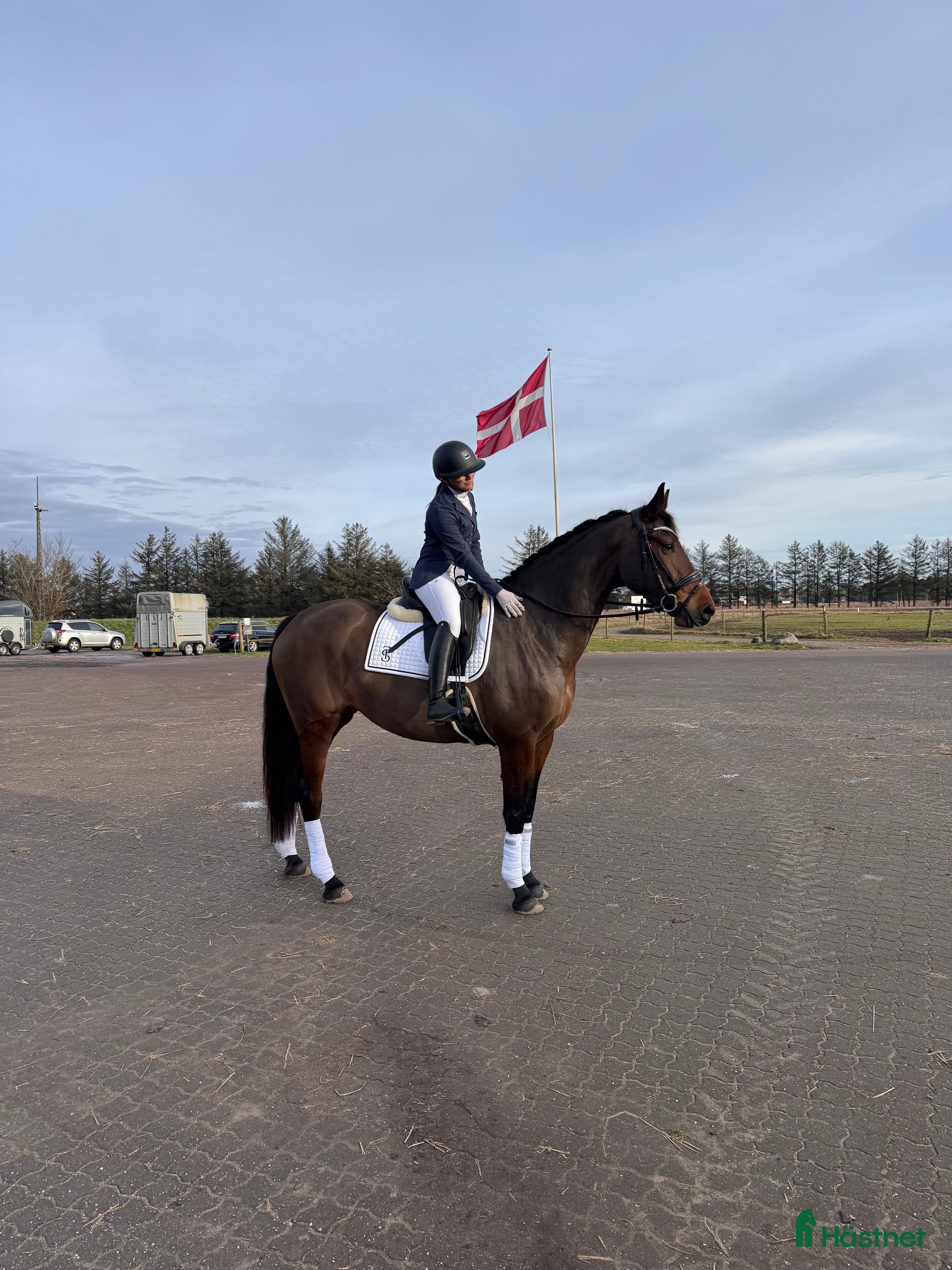  hästar Amazing mare for sale - Annons 1