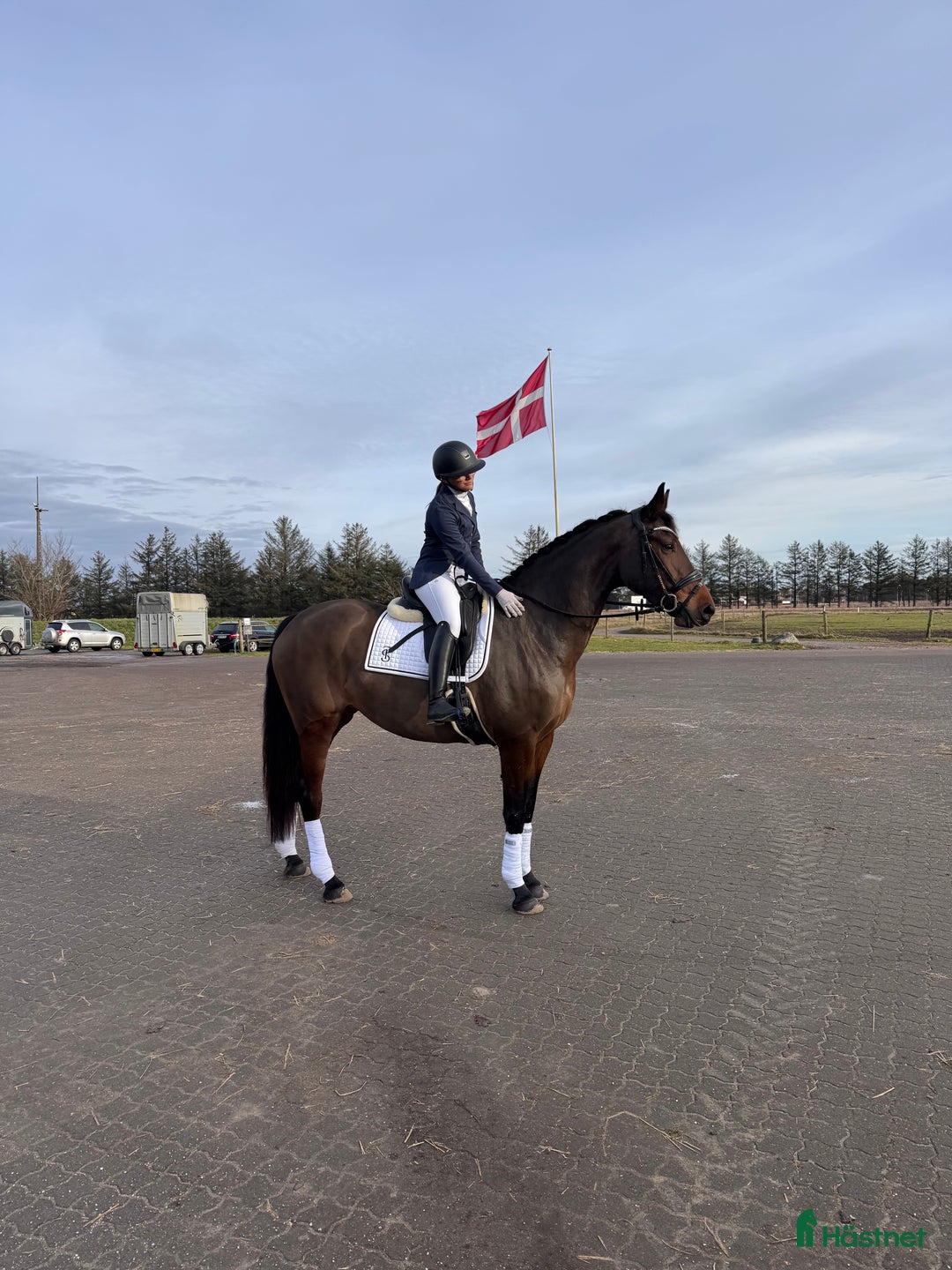Allround hästar till salu: Amazing mare for sale - Annons 1