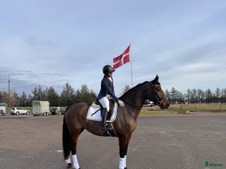 hästar Amazing mare for sale - Annons 1