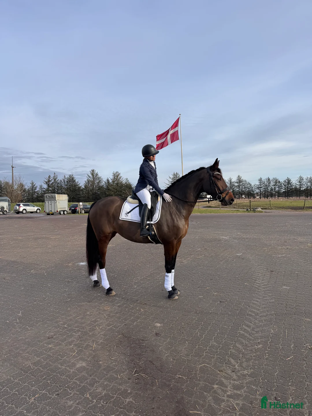 Allround hästar till salu: Amazing mare for sale - Annons 1